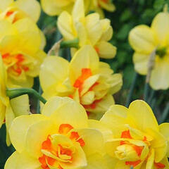 Narcis plnokvětý 'Tahiti' - Narcissus Double 'Tahiti'