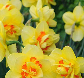 Narcis plnokvětý 'Tahiti' - Narcissus Double 'Tahiti'