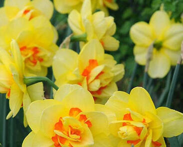 Narcis plnokvětý 'Tahiti'