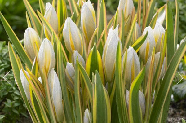 Tulipán botanický tarda 'Interaction' - Tulipa tarda 'Interaction'