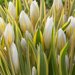 Tulipán botanický tarda 'Interaction' - Tulipa tarda 'Interaction'