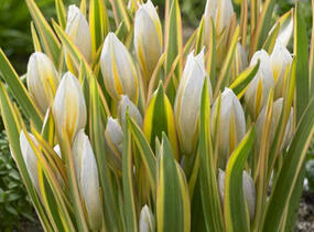 Tulipán botanický tarda 'Interaction' - Tulipa tarda 'Interaction'