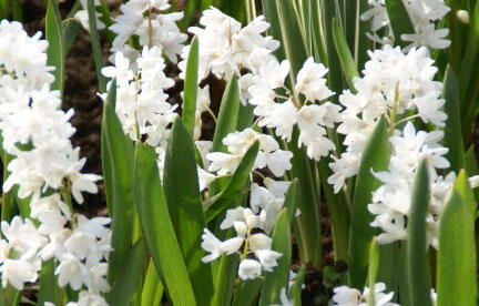 Puškinie ladoňkovitá 'Alba' - Puschkinia scilloides 'Alba'