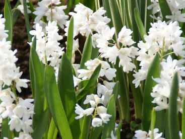 Puškinie ladoňkovitá 'Alba'