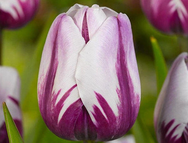 Tulipán Triumph 'Rems Favourite' - Tulipa Triumph 'Rems Favourite'