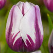 Tulipán Triumph 'Rems Favourite' - Tulipa Triumph 'Rems Favourite'