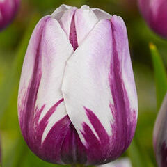 Tulipán Triumph 'Rems Favourite' - Tulipa Triumph 'Rems Favourite'