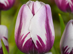 Tulipán Triumph 'Rems Favourite' - Tulipa Triumph 'Rems Favourite'