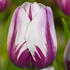 tulipan-triumph-rems-favourite.jpg