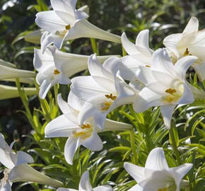 Lilie bělostná - Lilium candidum