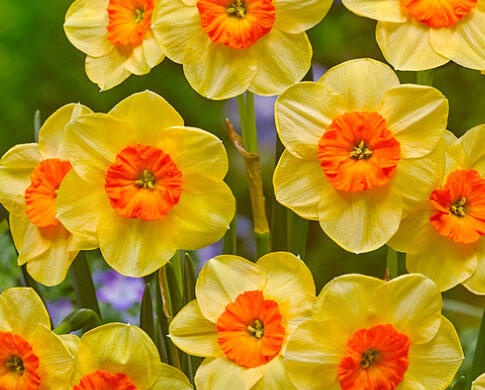 Narcis malokorunný 'Kedron' - Narcissus Small Cupped 'Kedron'