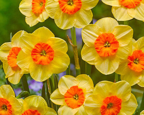 Narcis 'Kedron' - Narcissus Small Cupped 'Kedron'