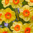 Narcis 'Kedron' - Narcissus Small Cupped 'Kedron'