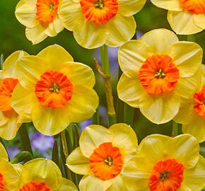 Narcis 'Kedron' - Narcissus 'Kedron'