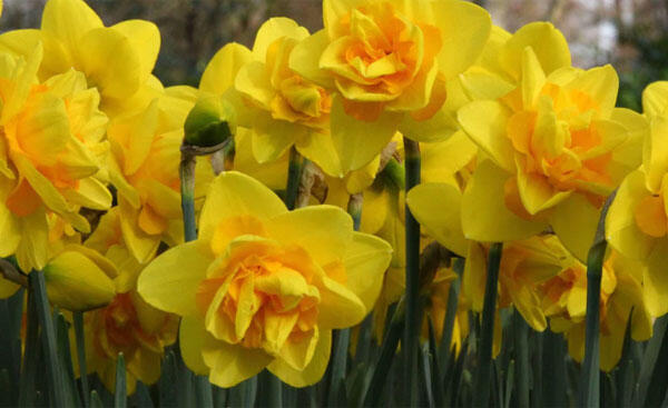 Narcis plnokvětý 'Dick Wilden' - Narcissus double 'Dick Wilden'