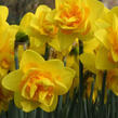 Narcis plnokvětý 'Dick Wilden' - Narcissus double 'Dick Wilden'