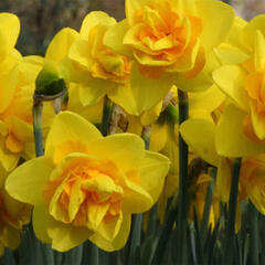 Narcis plnokvětý 'Dick Wilden' - Narcissus double 'Dick Wilden'