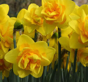 Narcis plnokvětý 'Dick Wilden' - Narcissus double 'Dick Wilden'