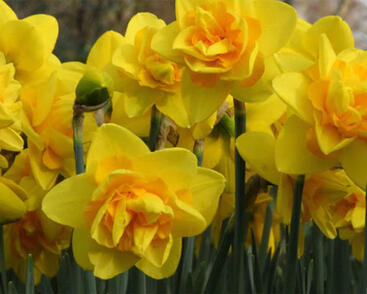 Narcis plnokvětý 'Dick Wilden'