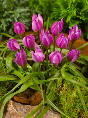 Tulipán nízký 'Helene' - Tulipa humilis 'Helene'