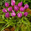 Tulipán nízký 'Helene' - Tulipa humilis 'Helene'