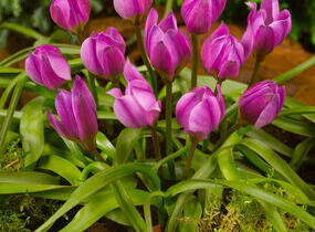 Tulipán botanický nízký 'Helene' - Tulipa humilis 'Helene'