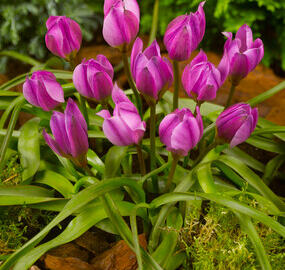 Tulipán nízký 'Helene' - Tulipa humilis 'Helene'