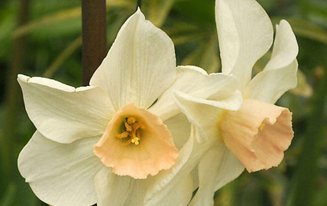 Narcis 'Bell Song' - Narcissus 'Bell Song'