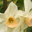 Narcis 'Bell Song' - Narcissus 'Bell Song'