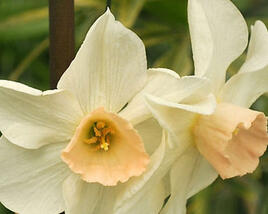 Narcis 'Bell Song'