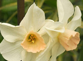 Narcis 'Bell Song' - Narcissus 'Bell Song'