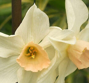 Narcis 'Bell Song' - Narcissus 'Bell Song'