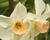Narcis 'Bell Song'