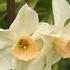 narcis-bell-song.jpg