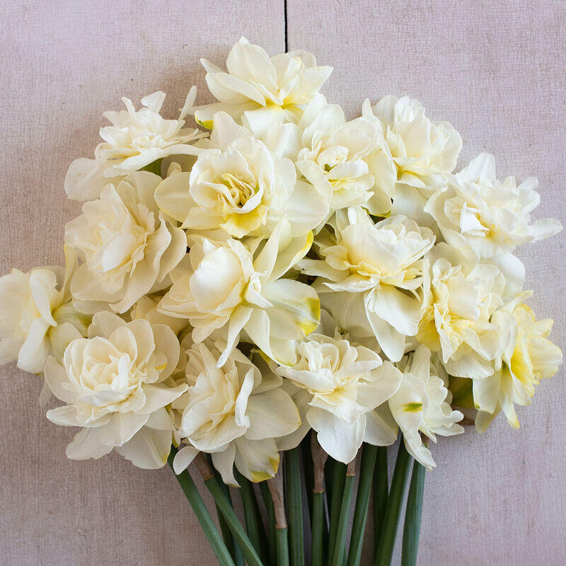 Narcis plnokvětý 'Obdam' - Narcissus double 'Obdam'
