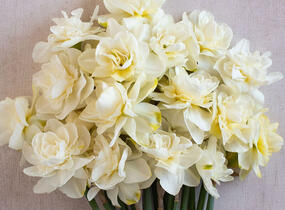 Narcis plnokvětý 'Obdam' - Narcissus double 'Obdam'