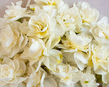 Narcis plnokvětý 'Obdam'