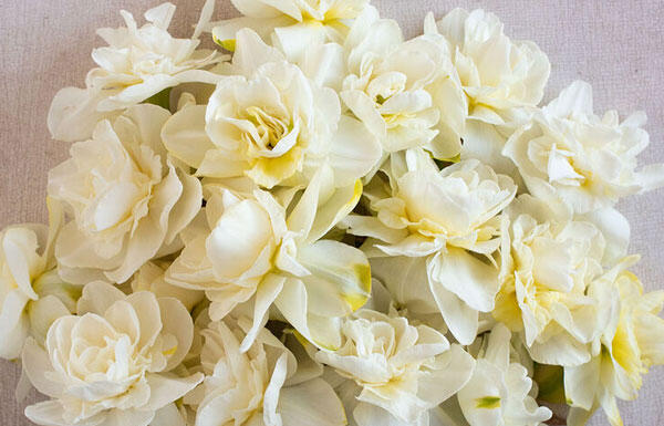 Narcis plnokvětý 'Obdam' - Narcissus double 'Obdam'
