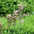 Nectaroscordum - Nectaroscordum siculum