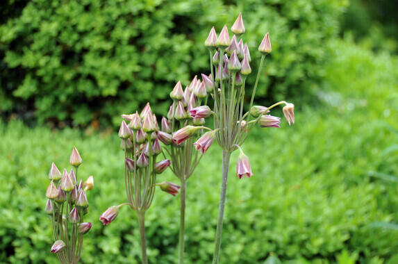 Česnek sicilský - Allium (Nectaroscordum) siculum
