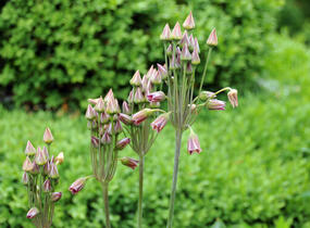 Česnek sicilský - Allium (Nectaroscordum) siculum