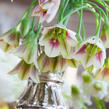 Nectaroscordum - Nectaroscordum siculum