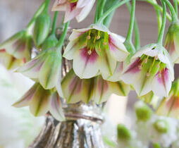 Česnek sicilský - Allium (Nectaroscordum) siculum