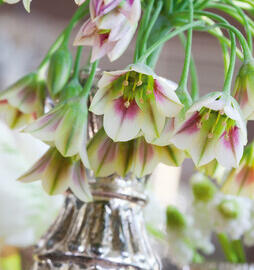 Nectaroscordum - Nectaroscordum siculum