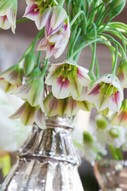 Česnek sicilský - Allium (Nectaroscordum) siculum