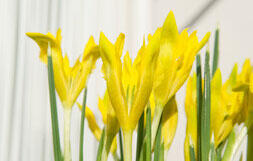 Kosatec Danfordové - Iris danfordiae