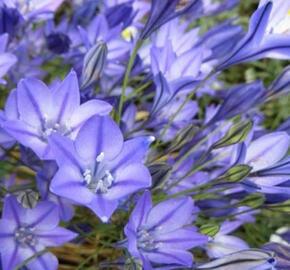 Triteleia laxa 'Queen Fabiola' - Triteleia laxa 'Queen Fabiola'