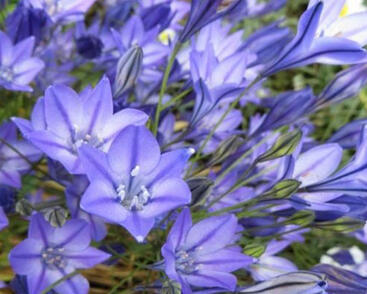 Tritelea řídká 'Queen Fabiola'