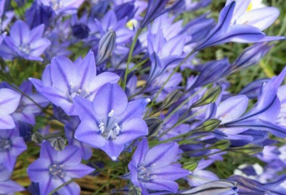 Tritelea řídká 'Queen Fabiola' - Triteleia laxa 'Queen Fabiola'
