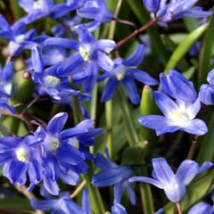 Ladoňka tmavomodrá - Chionodoxa sardensis